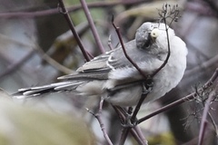 Mimus polyglottos leucopterus