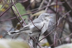 Mimus polyglottos leucopterus
