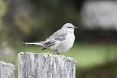 Mimus polyglottos leucopterus