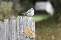 Mimus polyglottos leucopterus