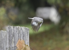 Mimus polyglottos leucopterus