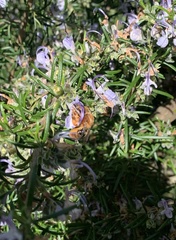 Cadeguala occidentalis