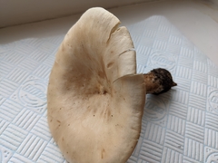 Infundibulicybe geotropa