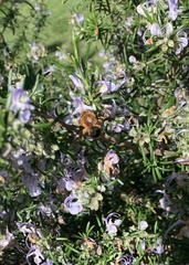 Cadeguala occidentalis