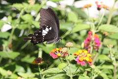 Papilio nephelus chaonulus