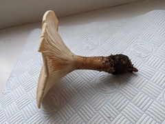 Infundibulicybe geotropa