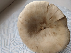 Infundibulicybe geotropa