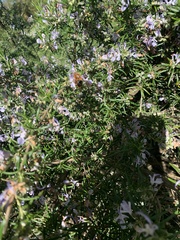 Cadeguala occidentalis