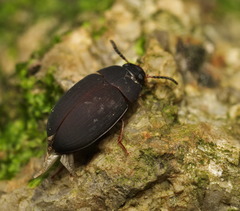 Platydema