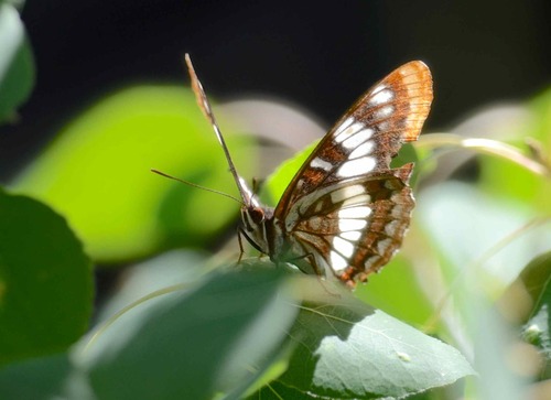 iNaturalist observation photo of Lorquin's Admiral