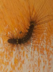 Dasychira chekiangensis