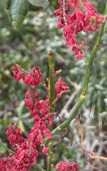 Image of Polygonella macrophylla