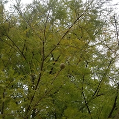 Taxodium distichum