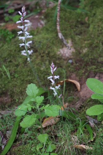 Lachenalia rosea