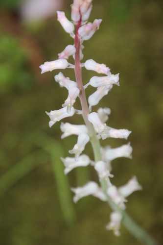 Lachenalia rosea