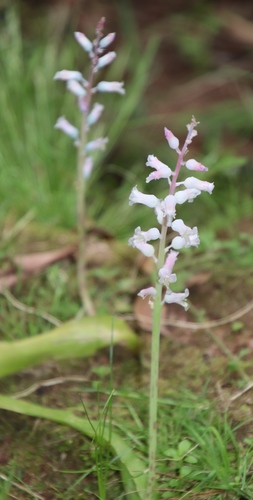 Lachenalia rosea