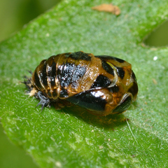 Harmonia axyridis