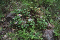 Pelargonium greytonense