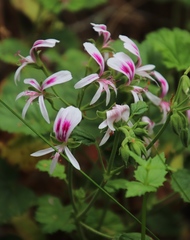 Pelargonium greytonense