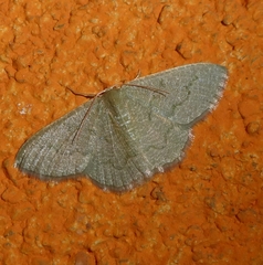 Phaiogramma faustinata