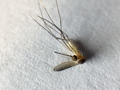 Wyeomyia mitchellii