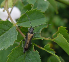 Anogcodes rufiventris