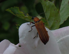 Anogcodes rufiventris