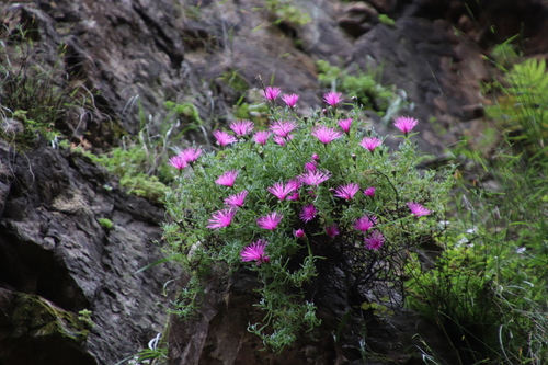 Image of Lampranthus grahambeckii by (c) Tony Rebelo, some rights reserved (CC BY-SA)