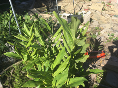 Alpinia galanga
