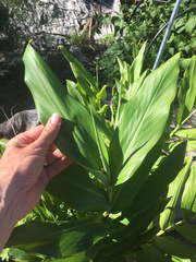 Alpinia galanga