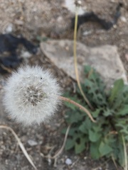 Taraxacum