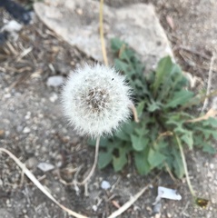Taraxacum