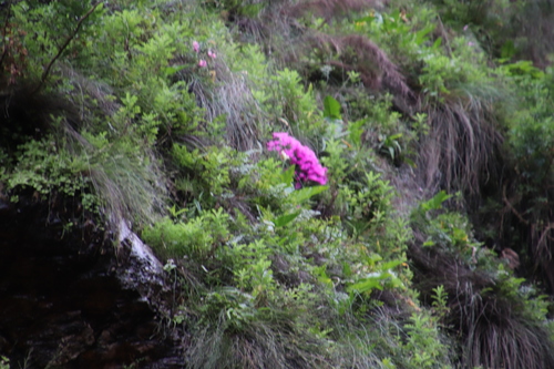 Image of Lampranthus grahambeckii by (c) Tony Rebelo, some rights reserved (CC BY-SA)