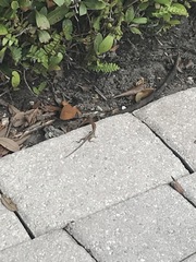 Anolis sagrei