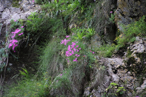 Image of Lampranthus grahambeckii by (c) Tony Rebelo, some rights reserved (CC BY-SA)