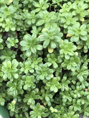 Sedum kimnachii