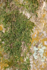 Sematophyllaceae