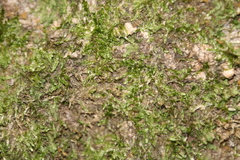 Sematophyllaceae
