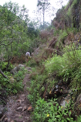 Restio subverticillatus