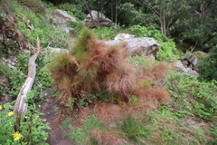 Restio subverticillatus