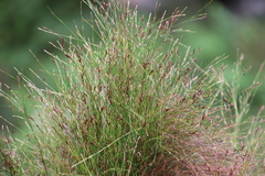 Restio subverticillatus