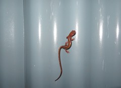 Chioglossa lusitanica