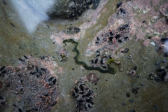 Phyllodocidae