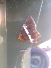Buzara frontinus