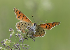 Lycaena bleusei