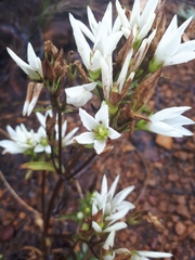 Gentianella stellata