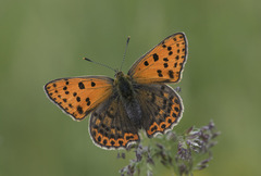 Lycaena bleusei