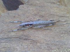 Larifugagraecia spuria