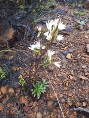 Gentianella stellata