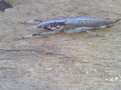 Larifugagraecia spuria